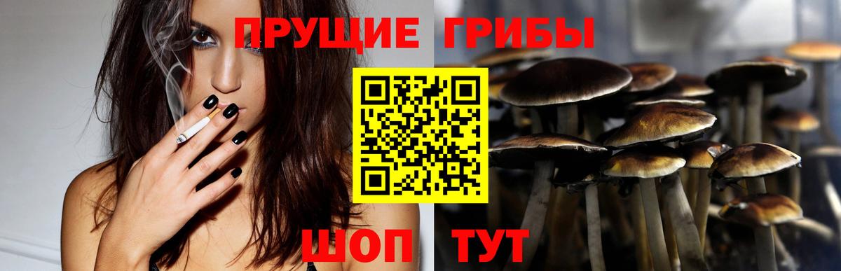 Псилоцибиновые грибы Psilocybe Киреевск